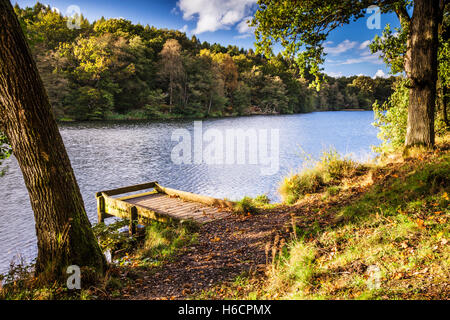 Cannop Teiche im Wald des Dekans, Gloucestershire. Stockfoto