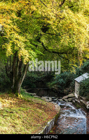 Eines der Wehre an Cannop Teichen in den Wald des Dekans, Gloucestershire. Stockfoto