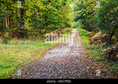 Wald-Pfad durch den Wald des Dekans, Gloucestershire. Stockfoto