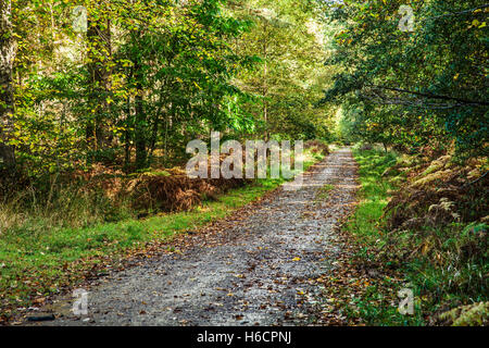 Wald-Pfad durch den Wald des Dekans, Gloucestershire. Stockfoto