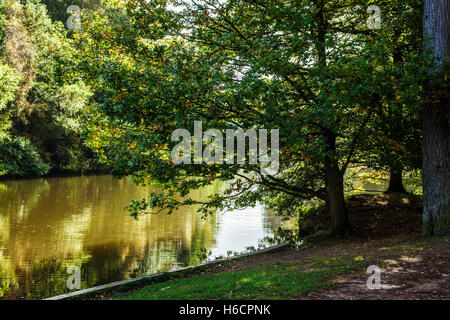 Stockenten Hecht in Wald des Dekans, Gloucestershire. Stockfoto