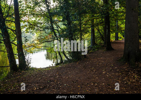 Stockenten Hecht in Wald des Dekans, Gloucestershire. Stockfoto