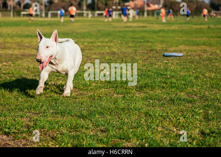 Bull Terrier Hund spielen mit einem Donut geformte Plüschtier an einem sonnigen Tag im Park. Stockfoto