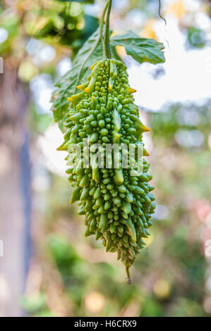 Bittermelone (Momordica Charantia) wächst im Gewürzgarten, Kumily, Kerala, Indien, Asien Stockfoto