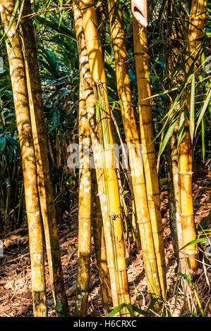 Bambus wächst in Gewürz Garten, Kumily, Kerala, Indien Stockfoto