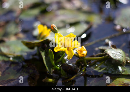 Gelbe Blume See Anlage Nymphoides Peltata. Synonym Villarsia nymphaeoides Stockfoto