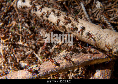 Südlichen Waldameise oder Pferd Ameisen (Formica Rufa) auf einem Ameisenhaufen, Bayern Stockfoto