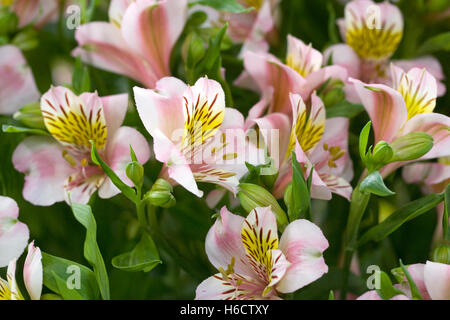 Alstromeiria Dana le rosa. Stockfoto