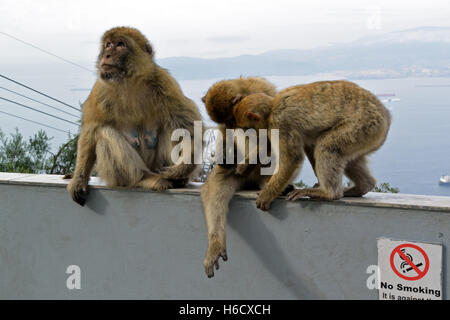 Drei Gibraltar Berberaffen auf dem oberen Felsen, der nur wilden Affen in Europa Stockfoto