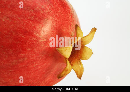 Granatapfel (Punica Granatum) Nahaufnahme Stockfoto