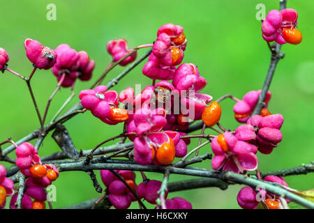 Euonymus Europaeus 'Red Cascade', Spindel Baum Stockfoto