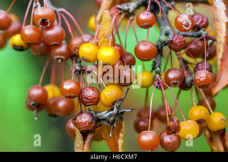 Malus Sieboldii, Crab Apple Stockfoto