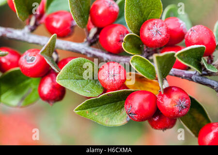 Cotoneaster meyeri rote Beeren, Früchte auf Zweig, Strauch im Herbst Cotoneaster Beeren Stockfoto