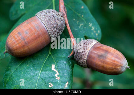 Englisch eiche Eicheln, Quercus robur Stockfoto