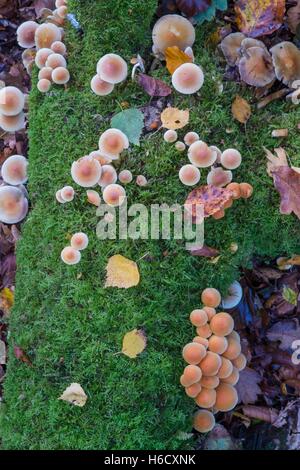 Sulphur Tuft, Schwefel Büschel, Grünblättriger fasciculare Stockfoto