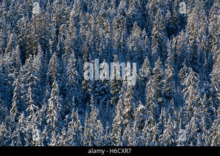 Wald im Winter aus Oregon Highway 58, Willamette National Forest, Oregon Stockfoto