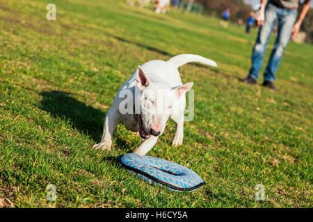 Bull Terrier Hund spielen mit einem Donut geformte Plüschtier an einem sonnigen Tag im Park. Stockfoto