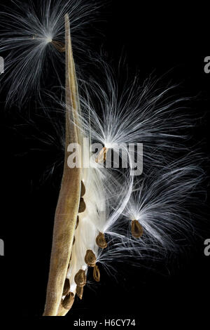 Butterfly Weed Seed Pod (Wolfsmilch-Familie) Stockfoto