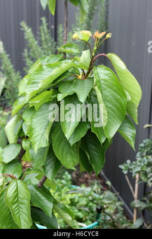 Kirsche Lapins mit Neubildung Blätter am Baum Stockfoto