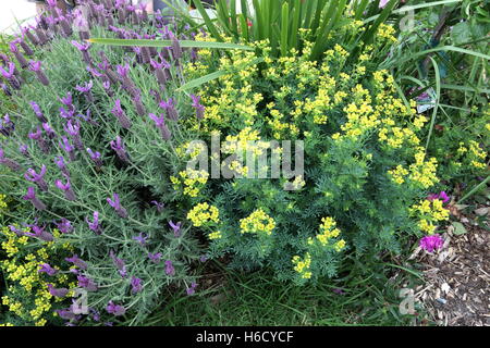 Lavandula Stoechas 'Winter Purple' Lavendel und Ruta Graveolens Pflanze auch bekannt als Rue, gemeinsame Rue oder oder Kraut-de-Grâce Stockfoto