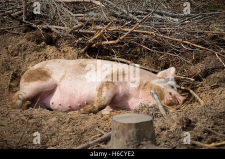 Freilaufende Schweine suhlen sich im Sand einen sonnigen Tag Stockfoto