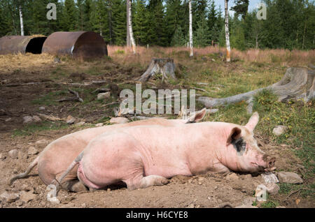 Zwei freilaufende Schweine ruht in ihrem Gehege mit ihren Hütten im Hintergrund Stockfoto