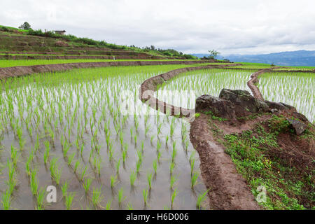 Grün terrassierten Reisfelder in Pa Pong Pieng, Mae Chaem, Chiang Mai, Thailand Stockfoto