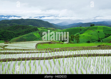 Grün terrassierten Reisfelder in Pa Pong Pieng, Mae Chaem, Chiang Mai, Thailand Stockfoto