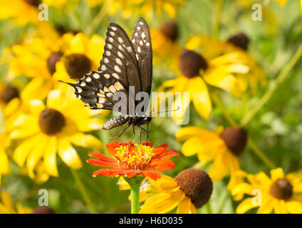 Schwarzen Schwalbenschwanz Schmetterling auf rote Zinnie mit Black-Eyed Susan Blüten auf dem Hintergrund Stockfoto