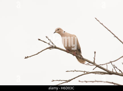 Eurasian Collared Dove bis in eine Eiche gegen bewölktem Himmel Stockfoto