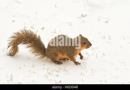 Fuchs, Eichhörnchen auf gefrorenen Schnee an einem kalten Wintertag Stockfoto