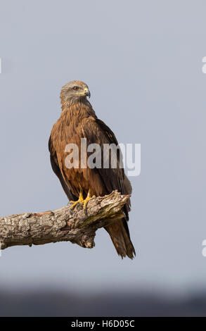 Schwarzmilan Milvus Migrans, Schwarzmilan Stockfoto