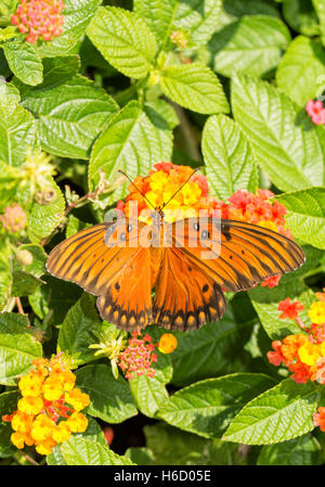 Dorsale Ansicht der Fütterung auf eine bunte Lantana Blume mit Gulf Fritillary Schmetterling Flügel Ausbreitung unserer Stockfoto