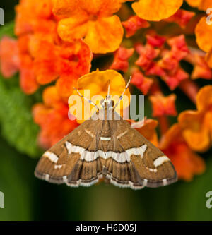 Dorsale Ansicht eine schöne braune und weiße gestreifte Hawaiian Rüben Webworm Moth Fütterung auf gelben Lantana Blume Stockfoto