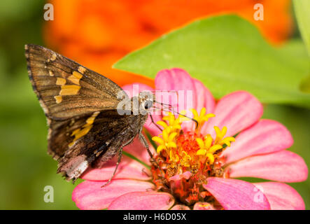 Hoary Rand Schmetterling Fütterung auf rosa Zinnia Blume Stockfoto