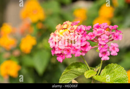 Rosa und gelbe Lantana Blüten mit orangefarbenen Hintergrund Stockfoto