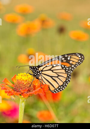 Wunderschönen Monarchfalter immer Nektar aus eine orangefarbene Zinnia Blume im Sommer Garten Stockfoto