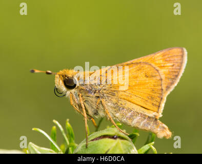 Winzige Sachem Skipper Schmetterling ruht auf einer Blütenknospe Stockfoto