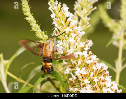 Snowberry Clearwing Falter im Flug, Fütterung auf weißen Blütenstand von einem Schmetterlingsstrauch Stockfoto