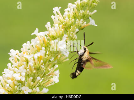 Hemaris Diffinis, Snowberry Clearwing Falter im Flug, Fütterung auf weißer Schmetterlingsstrauch Blumen Stockfoto