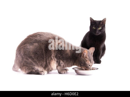 Blau Tabby Katze essen aus einer silbernen Schüssel, während eine schwarze Katze auf weißem zusieht Stockfoto