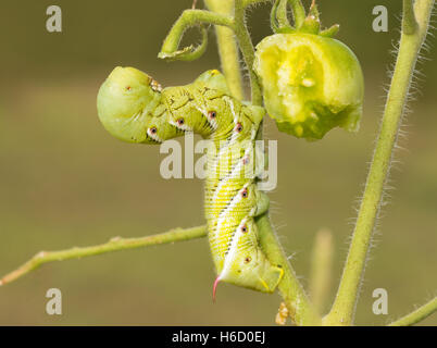 Tabak Hornworm Falter Raupe ruht auf einer Tomatenpflanze Stockfoto