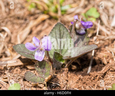 Wild Violet, Viola spp., blühen im zeitigen Frühjahr Stockfoto