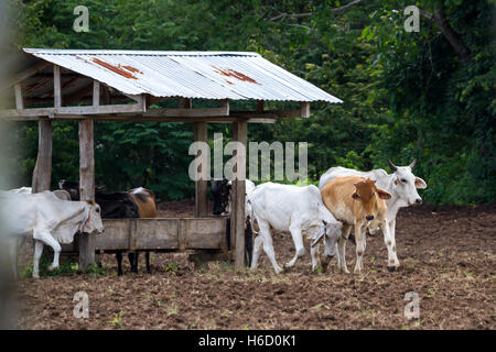 Gruppe junger Rinder gehen auf aufgedreht Schmutz in eine große Farm in der Pazifikküste von Costa Rica Stockfoto