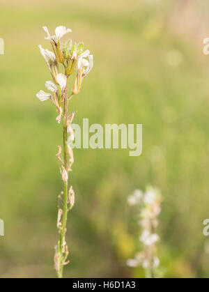 Blühende Rakete Kräuter Pflanze im Garten, Hintergrund Stockfoto