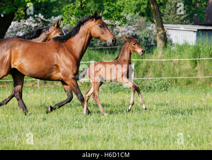 zwei braune Holsteiner Trab mit ihrem jungen Fohlen auf der Weide Stockfoto