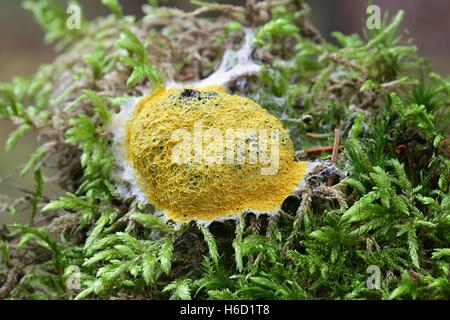 Dog Vomit Slime Schimmel oder Schimmel, Fuligo septica Stockfoto