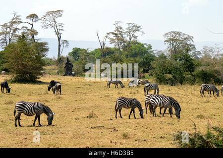 Herde Zebras und Gnus in der Savanne grasen Stockfoto