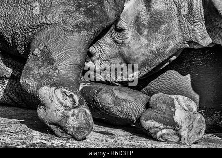 Südliche weiße Nashorn Kalb (Ceratotherium Simum) Suckling von Mutter Stockfoto