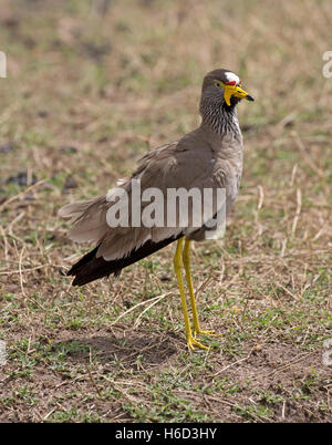 Ein Senegal Flecht-Regenpfeifer afrikanischen wattled Kiebitz Vanellus Senegallus Masai Mara Kenia Stockfoto